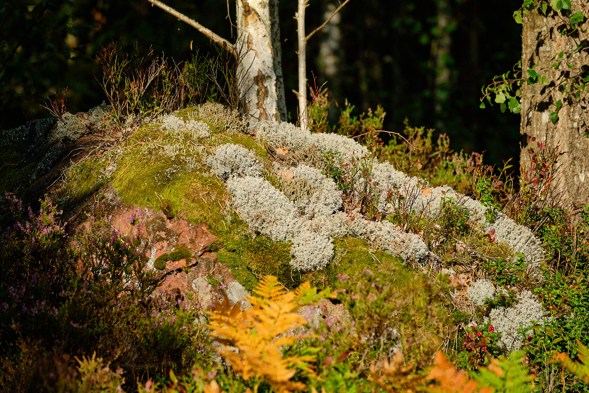 Schweden / Sweden